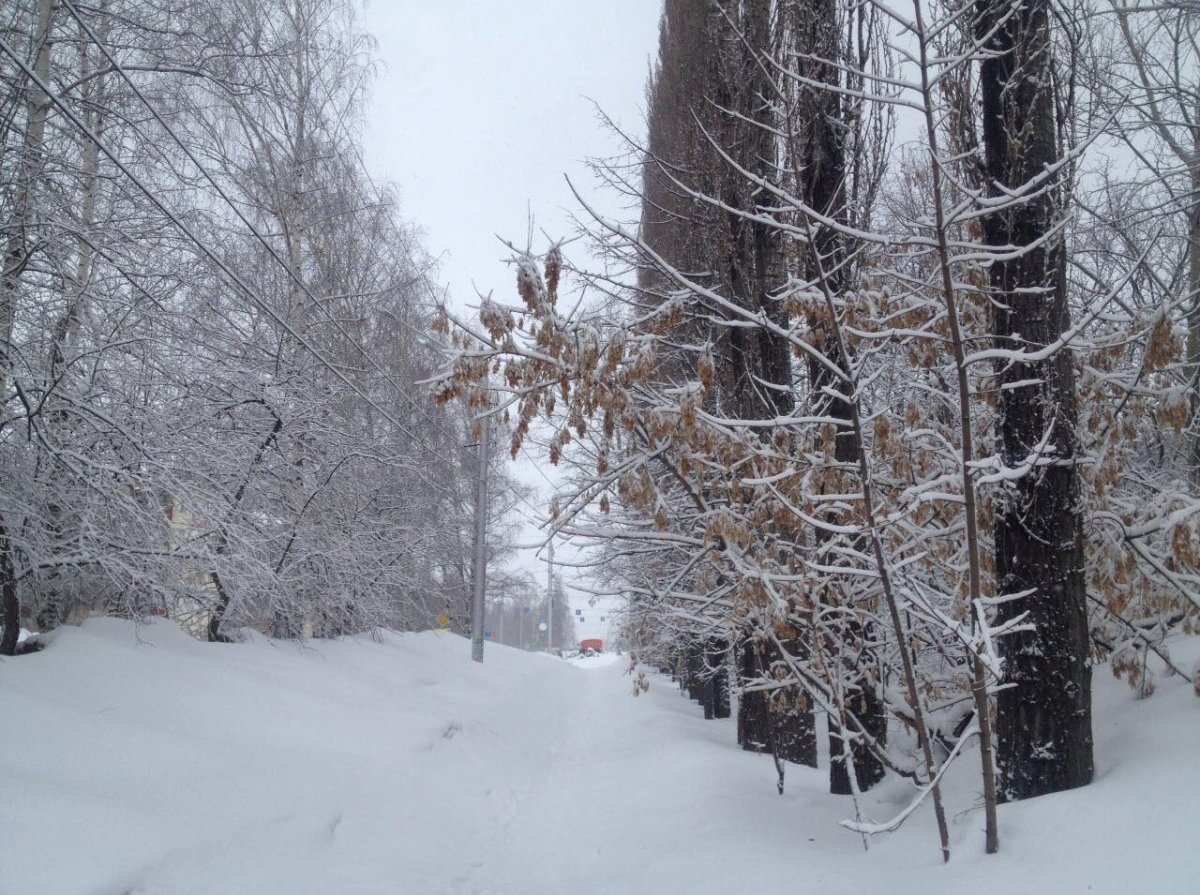 Снегопад. Снег в Башкирии вчера. Башкирия в декабре. Метели башкирия