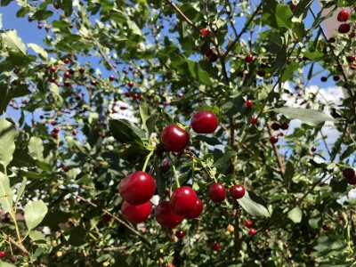 Ежедневное употребление вишни полезно для здоровья кожи